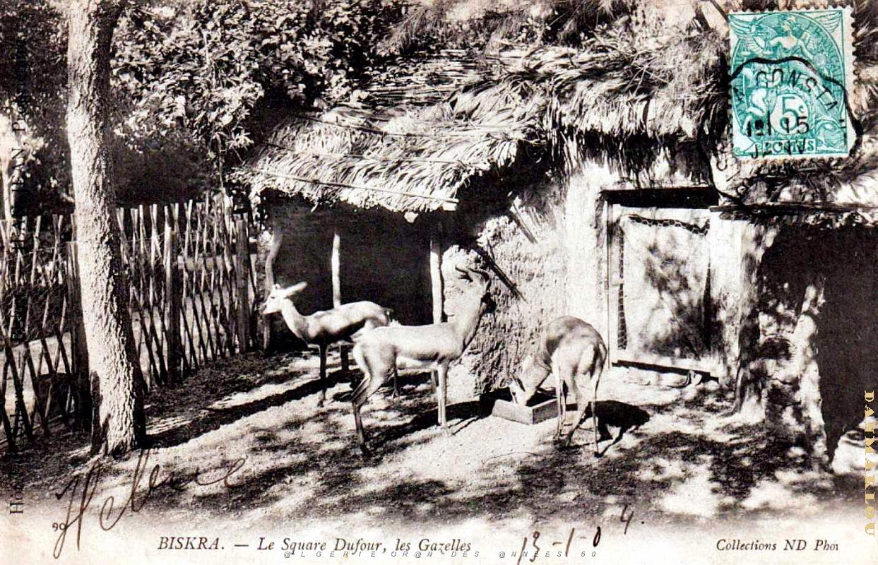 Biskra - Square Dufour - Gazelles - 1904.jpg